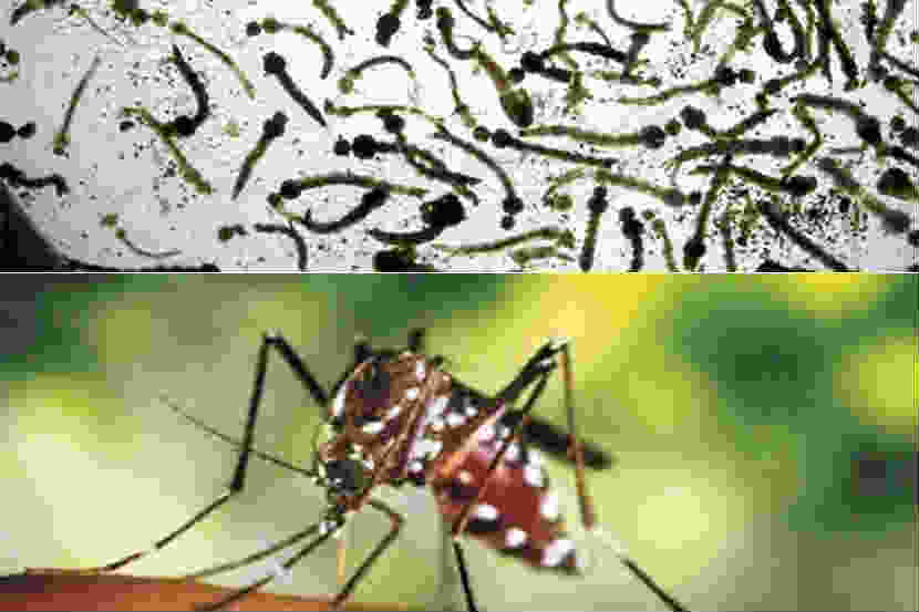 झिकाचा प्रसार करणाऱ्या डासांचा प्रादुर्भाव रोखण्याचे सिंगापूरचे प्रयत्न