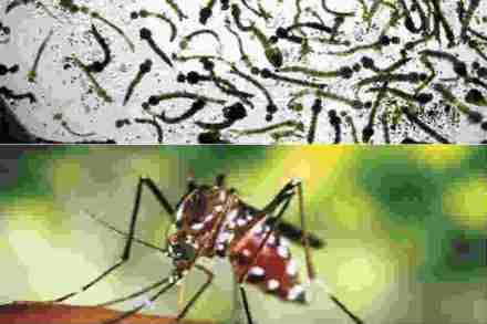 झिकाचा प्रसार करणाऱ्या डासांचा प्रादुर्भाव रोखण्याचे सिंगापूरचे प्रयत्न