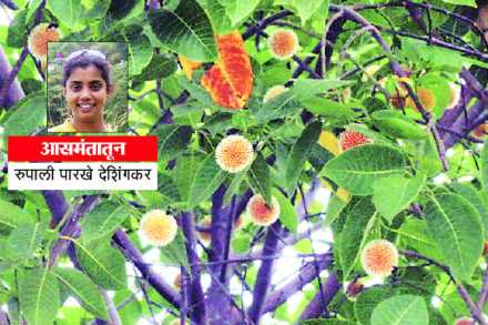 कावळा, कारवी आणि कदंब