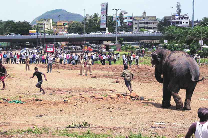 भोसरीत सर्कशीतील हत्ती बिथरला