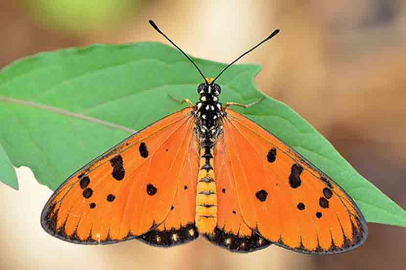 ट्वॉनी कोस्टर