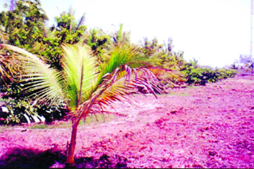 खाऱ्या जमिनीवर उत्पादन