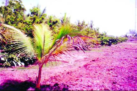 खाऱ्या जमिनीवर उत्पादन