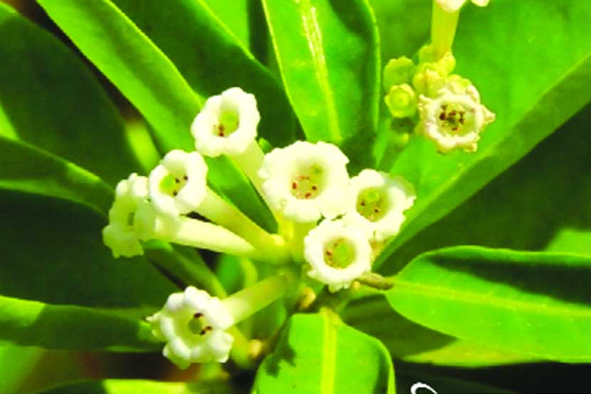 ‘सागर उपवन’ वनस्पती उद्यान