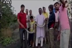 VIDEO : अजगरासोबत सेल्फीचा नाद नको रे बाबा…