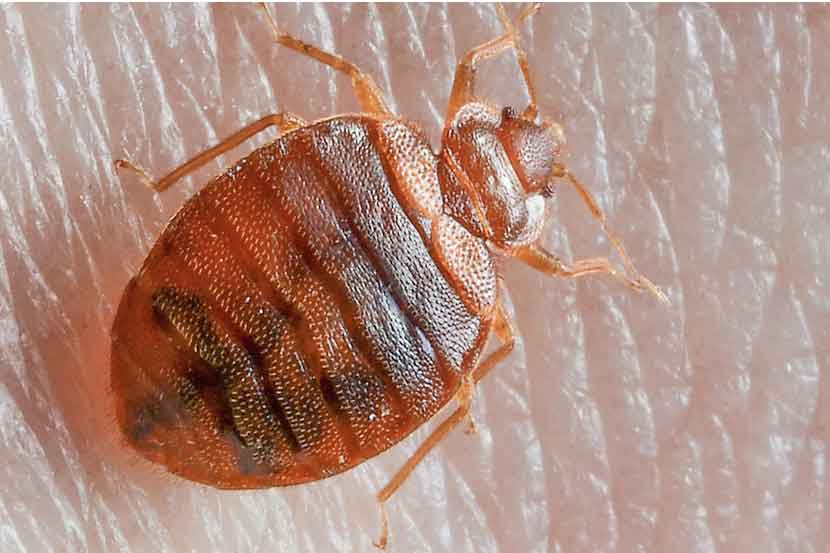 नको असलेले घुसखोर अर्थात, ढेकूण नको असलेले घुसखोर अर्थात, ढेकूण