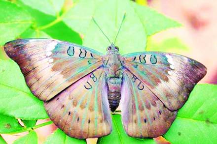 फुलपाखरांच्या जगात : कॉमन बँरन फुलपाखरांच्या जगात : कॉमन बँरन