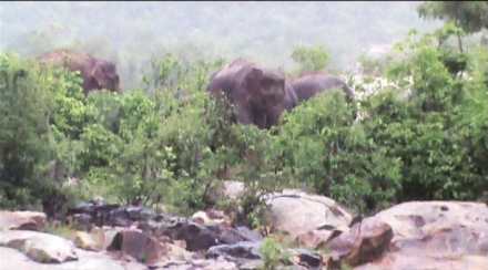 To save their calf, elephants , amazing facts, wild animals, Loksatta, Loksatta news, Marathi, Marathi news To save their calf, elephants , amazing facts, wild animals, Loksatta, Loksatta news, Marathi, Marathi news