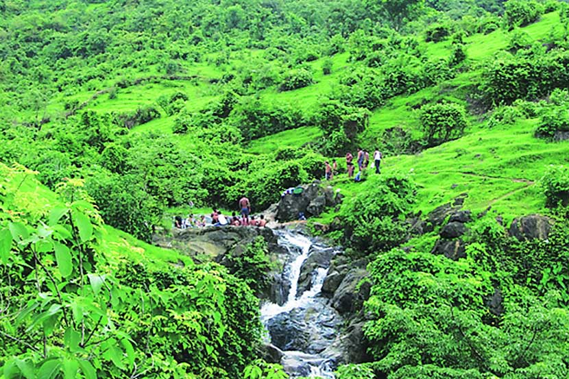 forest in india