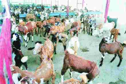 संग्रहित छायाचित्र