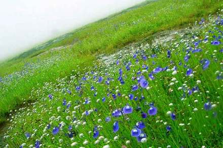 ‘कास’ला माफ करा, फुलांना जगू द्या! ‘कास’ला माफ करा, फुलांना जगू द्या!