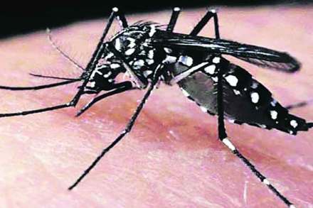 नव्या डासरोधकावर ‘एनसीएल’मध्ये संशोधन