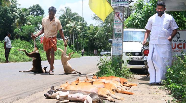 gold coins , culling , stray dogs , Kerala , animals, animal lovers, Loksatta, Loksatta news, marathi, Marathi news