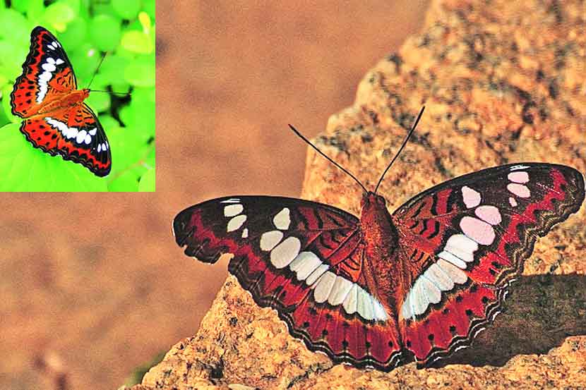 फुलपाखरांच्या जगात : कमांडर