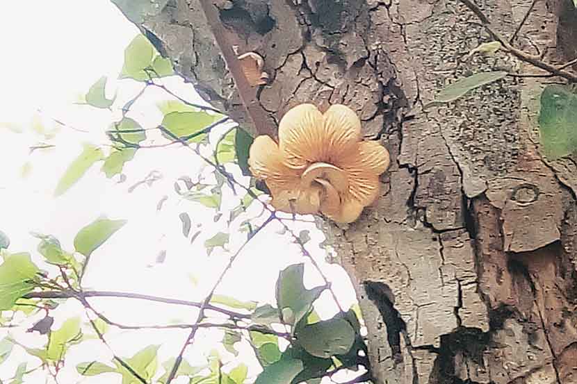 मिरजेतील किल्ला भागात दत्त मंदिराशेजारी असलेल्या उंबराच्या झाडाला उमललेल्या फुलासारखी बुरशी. मिरजेतील किल्ला भागात दत्त मंदिराशेजारी असलेल्या उंबराच्या झाडाला उमललेल्या फुलासारखी बुरशी.