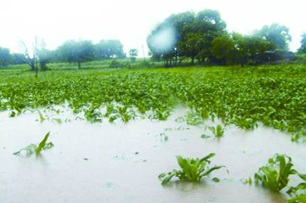 आधी दुष्काळ, आता अतिवृष्टीसाठीचा फटका आधी दुष्काळ, आता अतिवृष्टीसाठीचा फटका