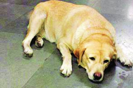 रक्तपेढीअभावी मुक्या प्राण्यांच्या जिवाला धोका! रक्तपेढीअभावी मुक्या प्राण्यांच्या जिवाला धोका!