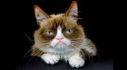 ‘या’ प्रसिद्ध मांजरीचा पुतळा आता मादाम तुसा संग्रहालयात