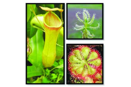 कीटकमोहिनी