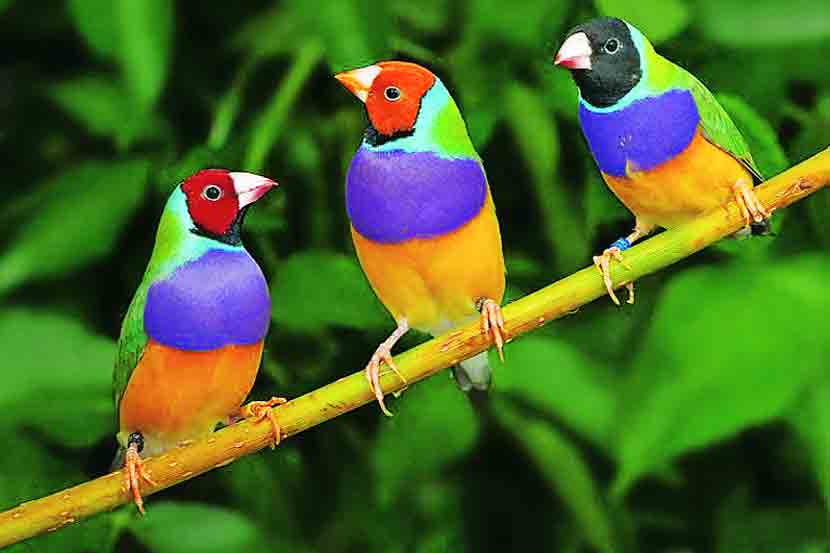 पेट टॉक : घरात असावा एक मुनिया.. पेट टॉक : घरात असावा एक मुनिया..