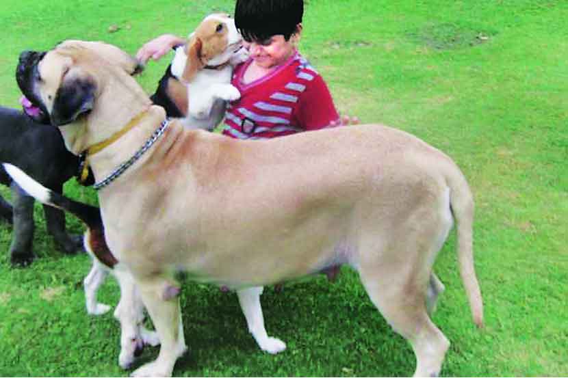 मानसिक तणावांवर ‘डॉग थेरपी’ मानसिक तणावांवर ‘डॉग थेरपी’