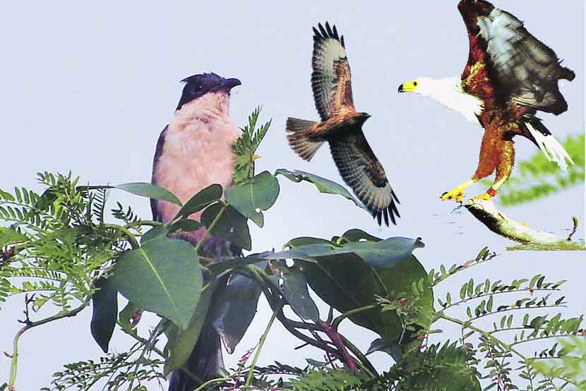 मुंब्रा खाडी किनाऱ्यावर ‘फिश ईगल’ची भरारी