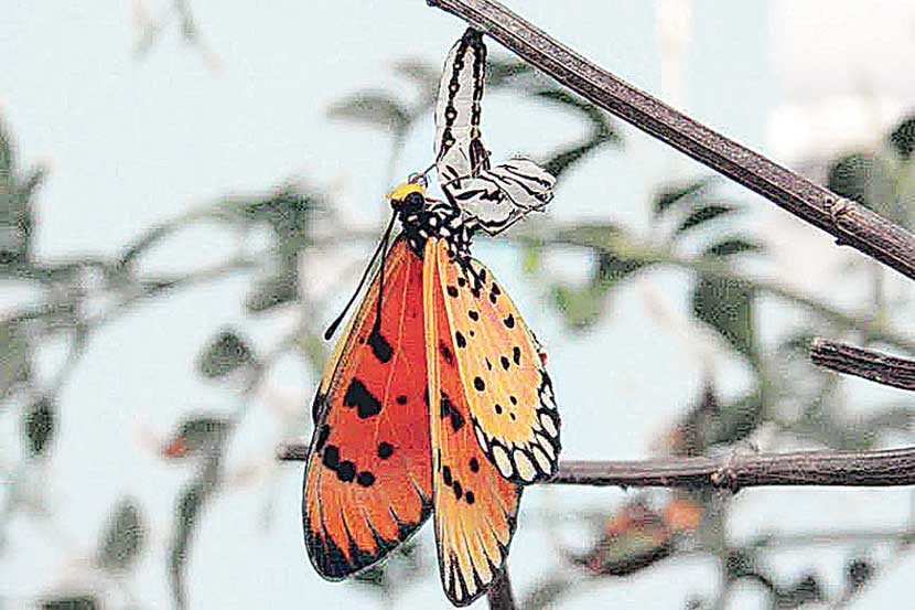 हिरवा कोपरा : आरोग्यवर्धन, सौंदर्यवर्धनासाठी छोटय़ा बागेत तेलबिया हव्यात