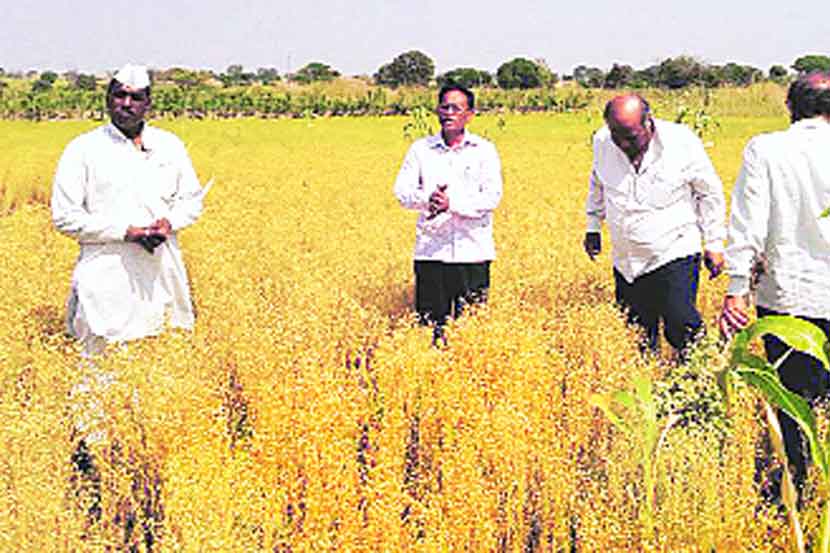 बहुगुणी जवस
