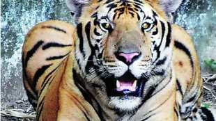 Uttar Pradesh , Villagers in Pilibhit using elders as tiger prey , Villagers in Pilibhit using elders as tiger prey to get govt compensation , using elders as tiger food , Loksatta, Loksatta news, Marathi, Marathi news