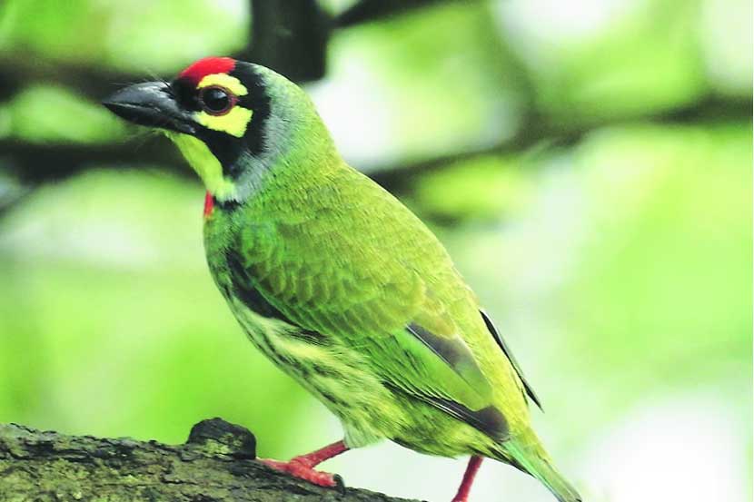  वसईत नवे पाहुणे अवतरले