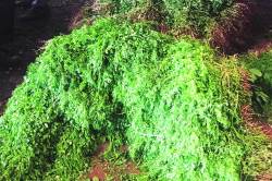 पालेभाज्या स्वस्त