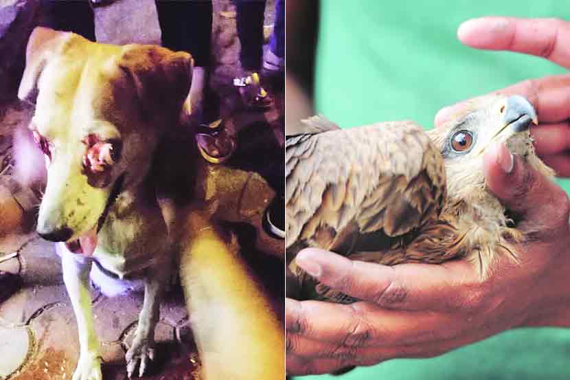 फटाक्यांचा फटका यंदा पशू-पक्ष्यांनाही