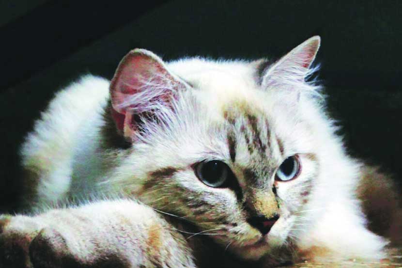 हिमालयीन मांजर