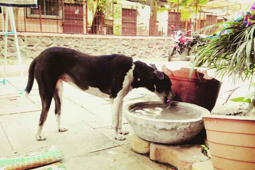 भटक्या श्वानांची तहान संस्था भागवणार भटक्या श्वानांची तहान संस्था भागवणार