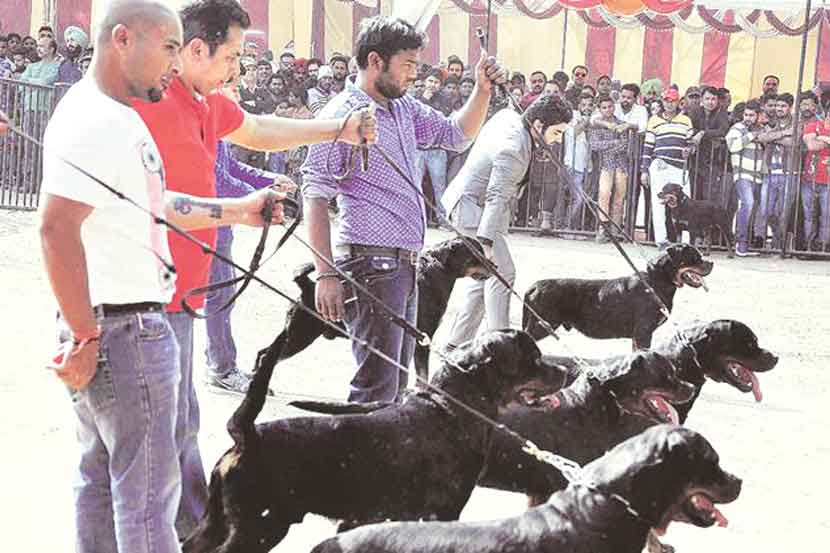 पेट टॉक : श्वानांची वार्षिक परीक्षा..