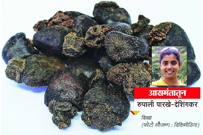 बिब्बा, बुचाची फुलं आणि बरंच काही…