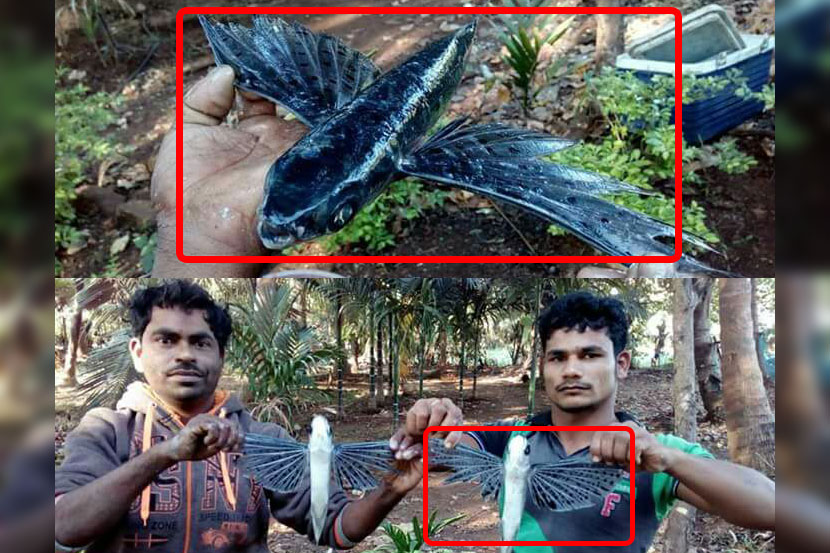 रत्नागिरी येथील असगोली येथे दोन कोळी बांधवाना समुद्रात मासेमारी करायला गेले असताना फाईंग फिश सापडले. 