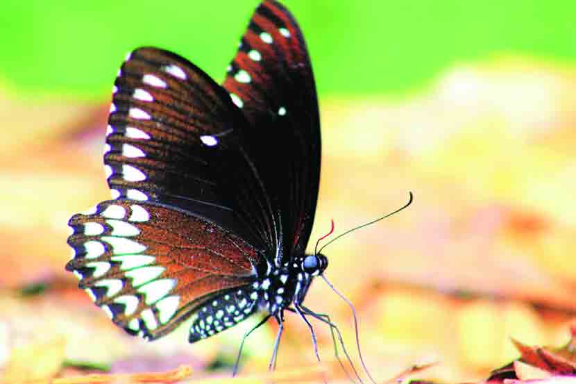 फुलपाखरांच्या जगात : ‘मलाबार रावेन’