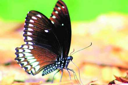फुलपाखरांच्या जगात : ‘मलाबार रावेन’