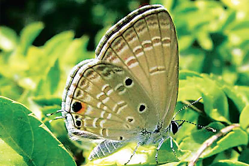 फुलपाखरांच्या जगात : प्लैन्स क्युपिड फुलपाखरांच्या जगात : प्लैन्स क्युपिड