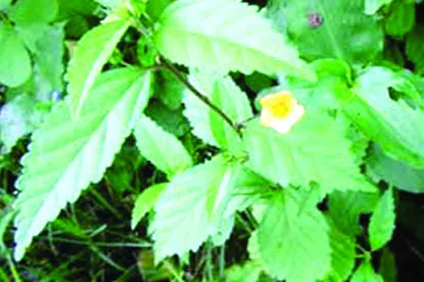 अर्श