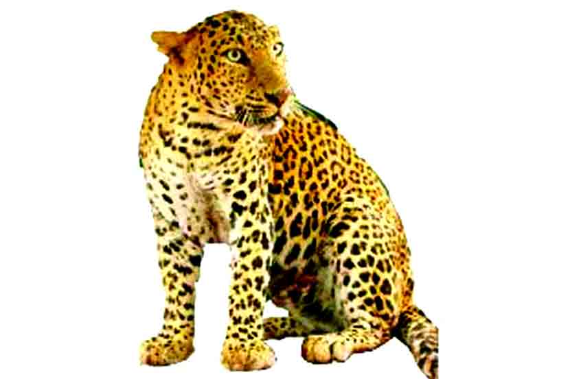 संघर्ष थांबल्याने बिबटय़ांत वाढ संघर्ष थांबल्याने बिबटय़ांत वाढ