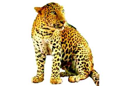 संघर्ष थांबल्याने बिबटय़ांत वाढ संघर्ष थांबल्याने बिबटय़ांत वाढ