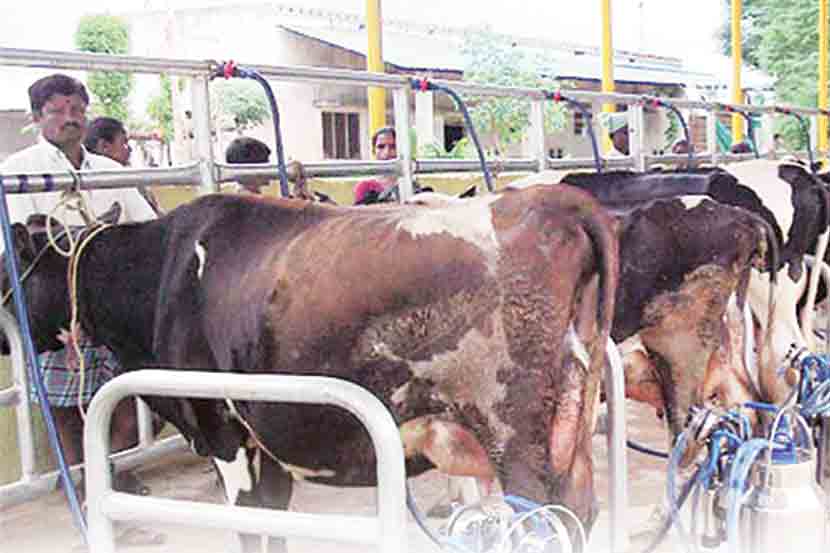 विदर्भात दुग्धव्यवसायाची परवड कायम
