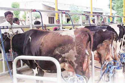 विदर्भात दुग्धव्यवसायाची परवड कायम