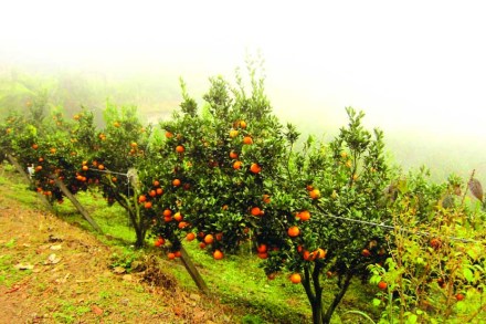 संत्र्यांचे सहकारण!