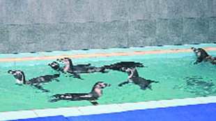 Nitesh Rane , Penquin , Mumbai , Aditya Thackrey , Shivsena, Loksatta, loksatta news, Marathi, Marathi news