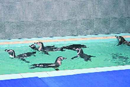 Nitesh Rane , Penquin , Mumbai , Aditya Thackrey , Shivsena, Loksatta, loksatta news, Marathi, Marathi news