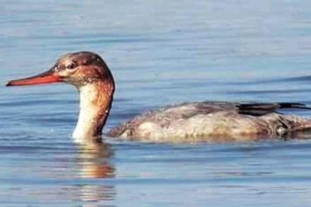 लाल छातीच्या मर्गेसर पक्ष्याचे राजीवलीत दर्शन