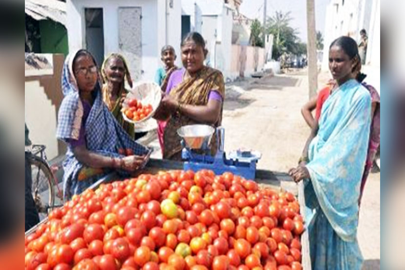 आतापर्यंत त्यांनी ३०० किलोहून अधिक टोमॅटोंचे मोफत वाटप केले आहे. ज्या घरात शौचालय आहे त्यांना शरण्णा १ किलो टोमॅटो मोफत देतात. (छाया सौजन्य : टाईम्स ऑफ इंडिया)